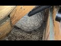 MASSIVE Yellow Jacket Wasp Nest Inside Attic Wasp Nest Removal