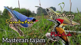 Download lagu masteran pelatuk- pijantung gunung- rambatan doraemon / tembakan pedas cabe rawit mp3 Download lagu masteran pelatuk- pijantung gunung- rambatan doraemon / tembakan pedas cabe rawit mp3