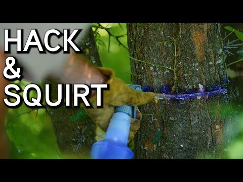 How To Kill Unwanted Trees | Hack and Squirt