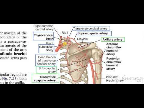 Shoulder anastmosis 2