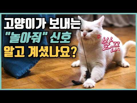 고양이와 장난감으로 놀아주는법, 고양이의 놀아달라는 신호