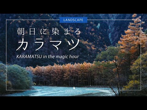 「朝日に染まる上高地のカラマツ -Karamatsu in the magic hour-」【上高地公式チャンネルGREENTRAIL】