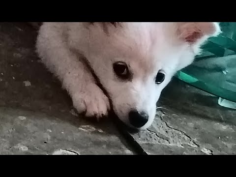 Moti ka pyar ❤️❤️🥰🥰🥰🥰🥰