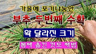 [텃밭농부 1,862]  가을에 포기나눔 한 부추의 2차수확. 웃거름 주기 #부추재배