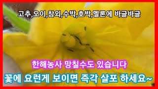 고추,참외,오이 꽃에 요런걸 못보면 한해농사 망칠수도 있습니다~고추,오이,참외,수박,미니단호박,멜론등에 총채…
