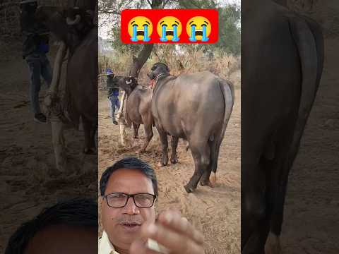 BUFFALO IS LIVE MEETING #buffalo #funny #comedy #animals #baffalo #video #reels #viralshort #vlog