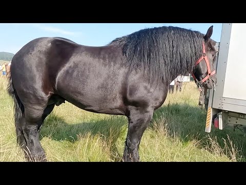 Caii lui dl.Marius de la Voitinel-Suceava 2021