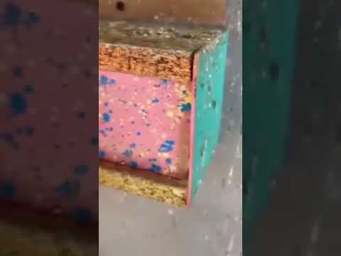 when the eagles are silent, the parrots begin to jabber #animalsouds #shortsviral #animals #short