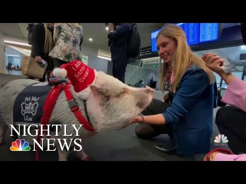 エアポートピッグがサンフランシスコでホリデー・チアーを広める｜NBCナイトリーニュース (Airport Pig Spreads Holiday Cheer In San Francisco | NBC Nightly News)