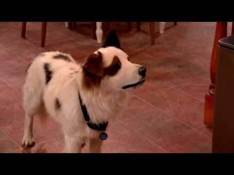 Dog With A Blog - Stan Loses Chloe