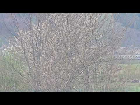 R5703 Suceava-Ilva Mică filmat de la distanță