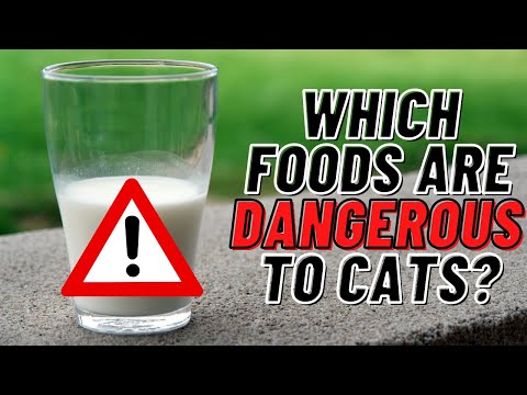 Household Foods That Are Dangerous to Cats 🙀