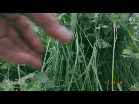 How to harvest garden parsley or bandones and re grow forever.