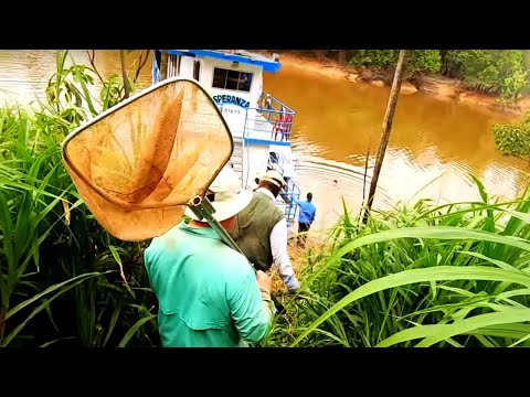 image-Is a angelfish predator or prey?
