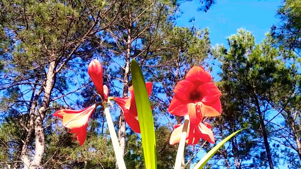 ferrari amaryllis