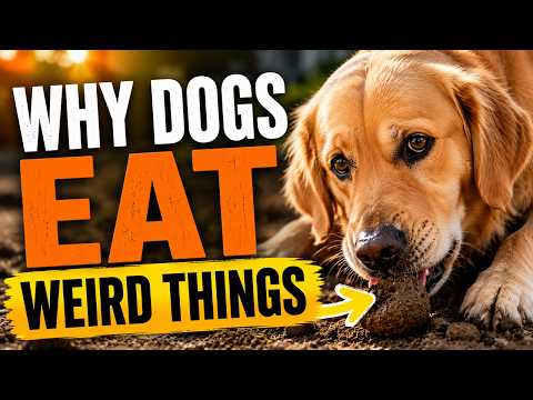 Dog Eats Soap