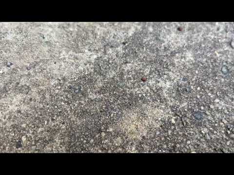 Ants Roaming on the Customer's Sidewalk in...