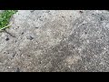 Ants Roaming on the Customer's Sidewalk in Manchester Township, NJ