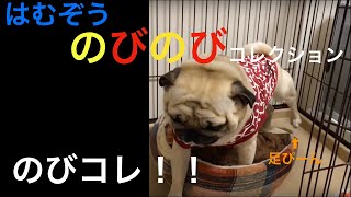 【パグ】はむぞう日記＃28【のびのびコレクション】