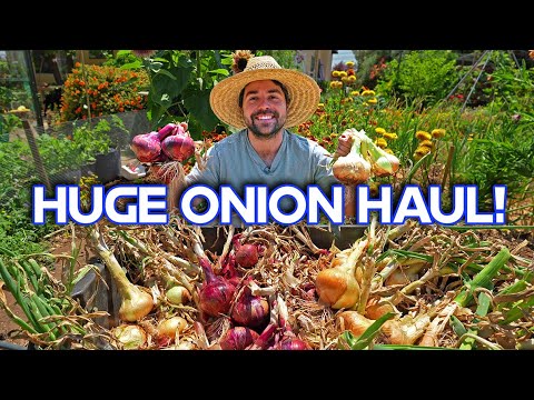 How To Harvest and Cure Onions So They Last You For Months!
