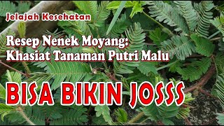 Download lagu Pengobatan Tradisional | Khasiat Tanaman Putri Malu mp3
