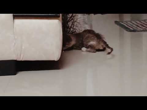 first day at home Kuchi