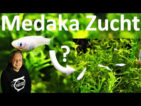 MEDAKA ZUCHT (Oryzias latipes) - Einfach zu vermehrende Fische