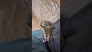 ママにべったり保護猫の女の子#猫動画 #癒し #かわいい猫