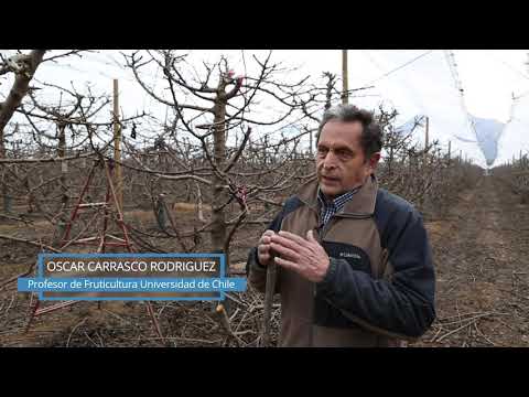 Recomendaciones en Cerezo: Poda.