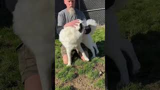 Video preview image #1 Great Pyrenees Puppy For Sale in Thomasville, NC, USA