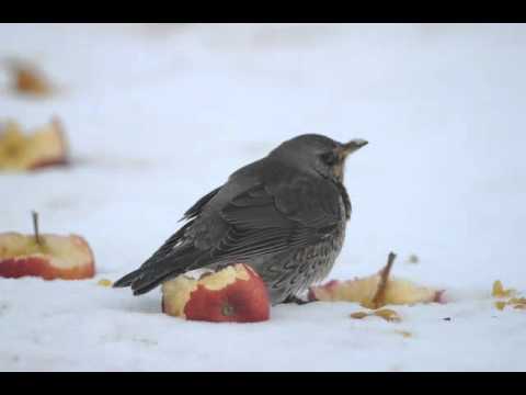 Kramsvogel in de sneeuw in Vierlingsbeek