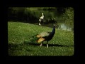 1940s Detroit Zoo Home Movies In Color Part 2 Of 3