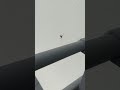 Une araignée enroule sa proie dans un cocon !