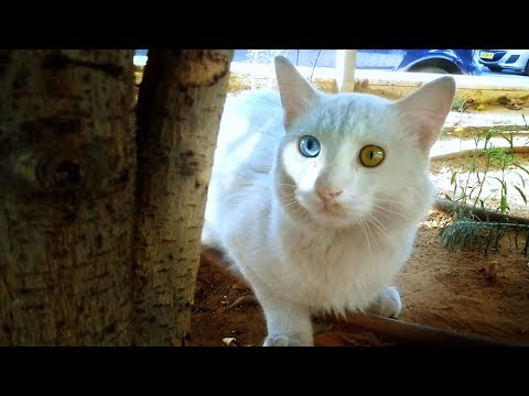 cat with beautiful eyes.