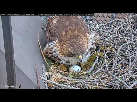2023 03 31 Cornell Red-tailed Hawks Cam