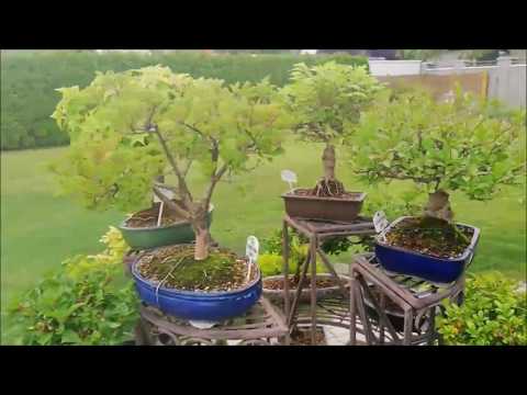 Bonsai Rundgang 2018 - My Bonsai Collection 2018