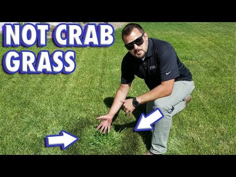 How to get rid of tall fescue