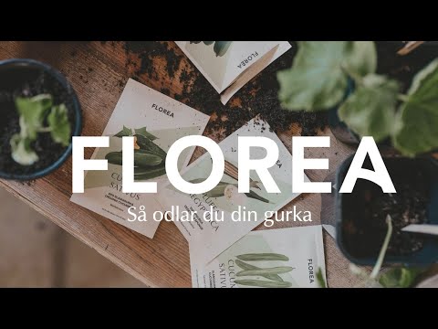 Så odlar du din gurka