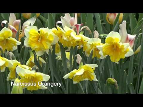 Narcissus Orangery - Narcissus Bulbs from Holland
