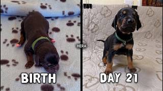 Video preview image #1 Labrador Retriever-Rhodesian Ridgeback Mix Puppy For Sale in FRESNO, CA, USA