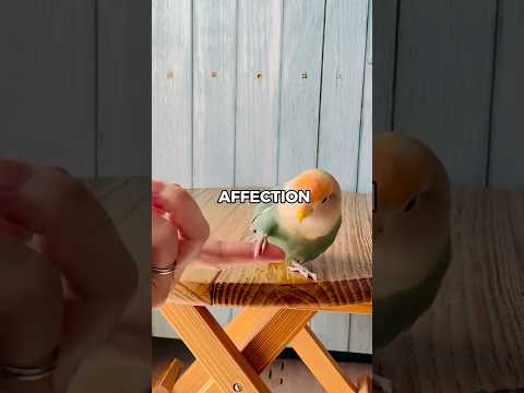 Would a Lovebird Make a Good Pet? | Pets Rated 😲 #lovebird #petrating #animalreview #animalfacts