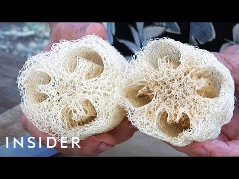 The Surprising Way Loofah Sponges Are Really Made