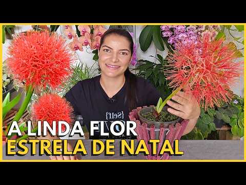 HOW TO GROW THE CHRISTMAS STAR PLANT