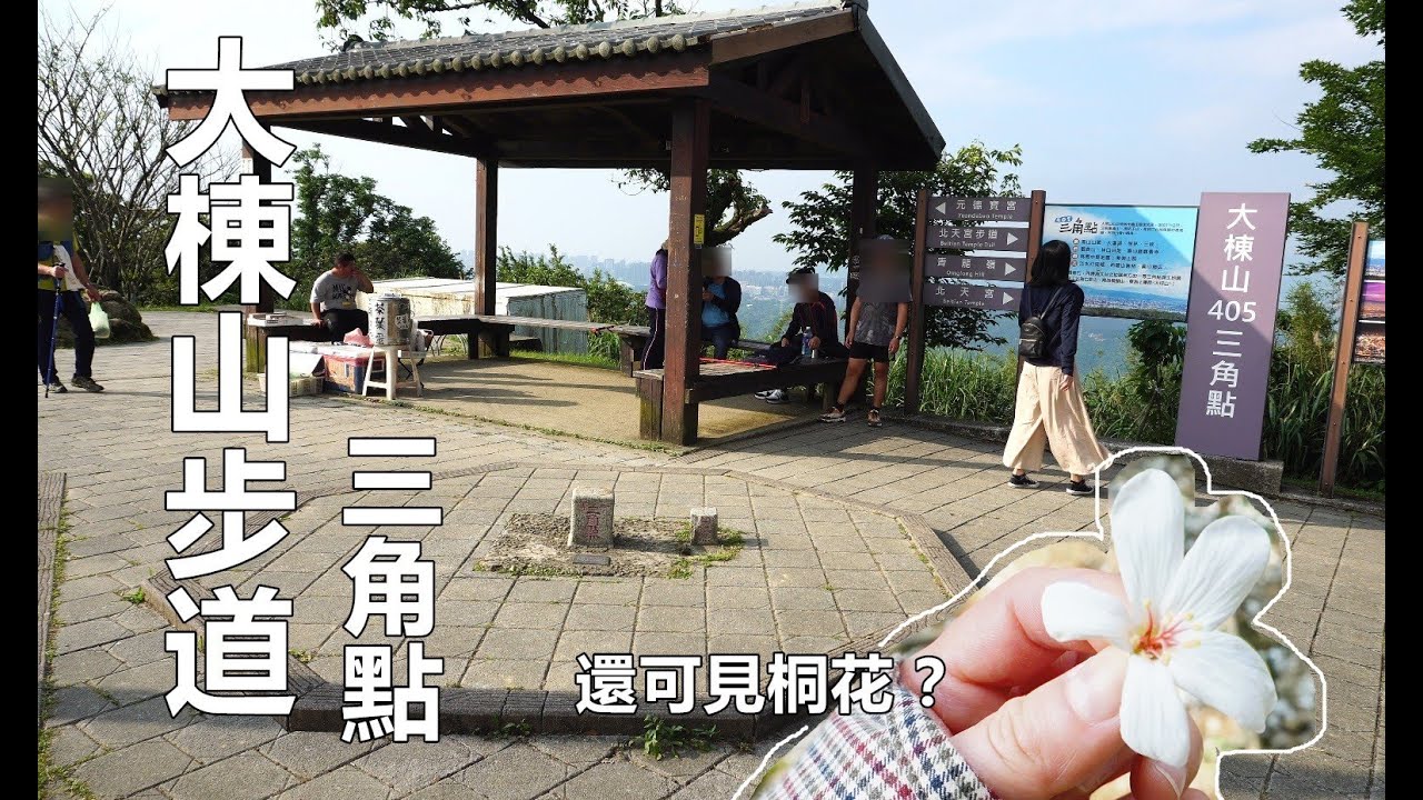 大棟山步道，大棟山405三角點基石，人氣小百岳，經過秋壇山，鎮遠山，青龍嶺步道，還可見滿地掉落桐花！