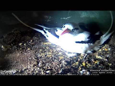 Adult Tropicbirds Reunite, Switch Brooding Duties – May 15 , 2019