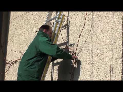 Reben schneiden und pflegen