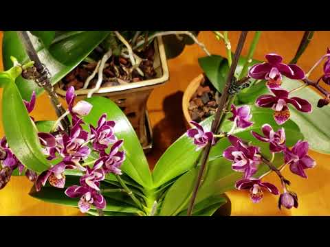 , title : '활짝핀 호접란꽃 수명 오래가게 관리하는 방법《Tips to keep healthy Phalaenopsis Orchid in full bloom》'