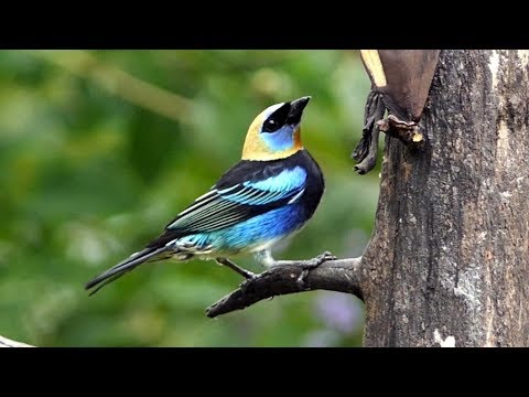 Tangara modrolíca (Stilpnia larvata) — video o speve a chove
