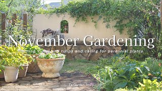 《Gardening in November》Making cute potted plants of violas and tulips《T's Garden》