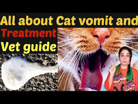 Why Does My Cat Throw Up White Foam? / white foam vomit in cats Reason & Treatment /Dr.Hira Saeed